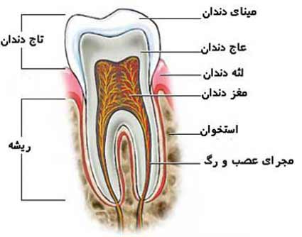 قسمتهای مختلف دندان ها