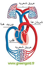 قلب و دوران خون در بدن انسان