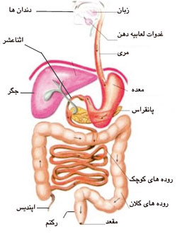 جهاز هاضمه انسان